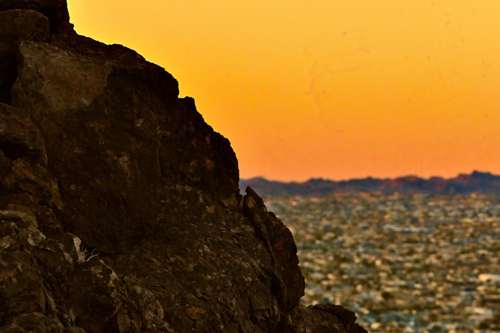 a bird sitting on a rock with a city in the background