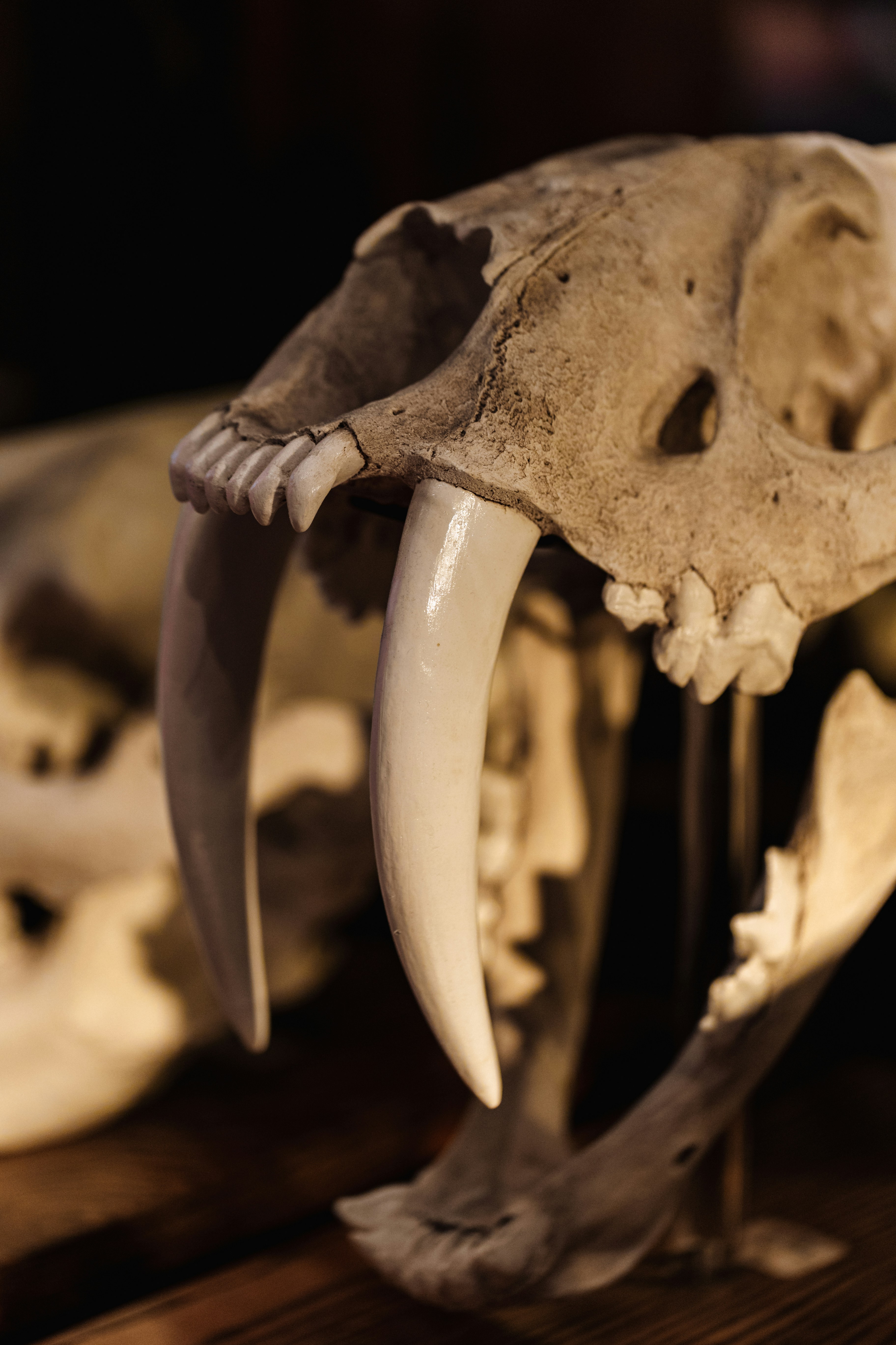 Social Cats or Lone Wolves? The Debate Continues (image credits: unsplash)