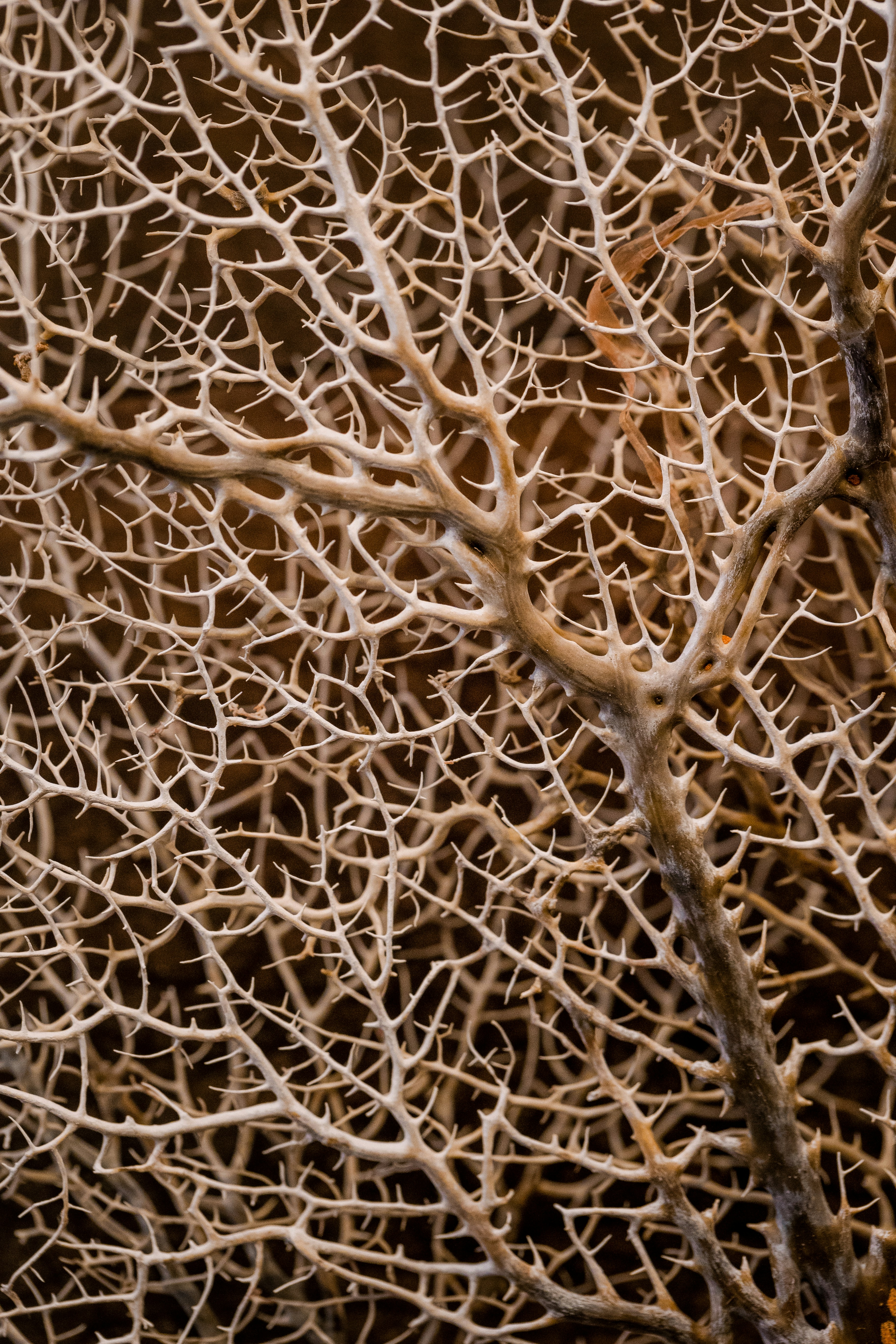 A close up of a tree branch with no leaves photo – Free Texture Image ...