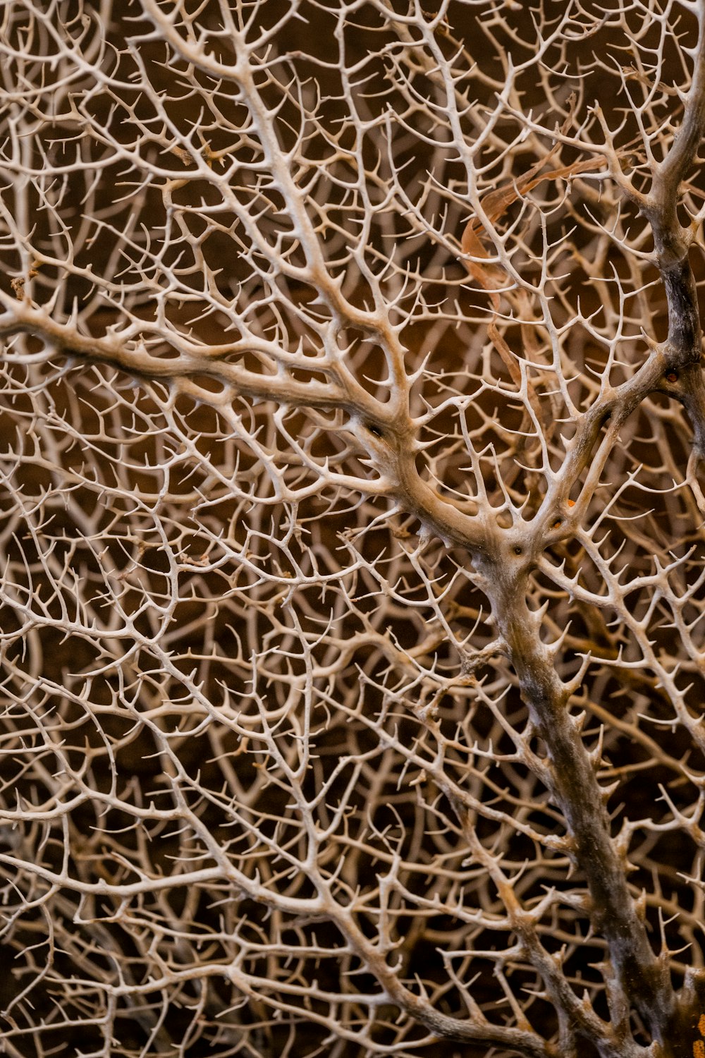 a close up of a tree branch with no leaves