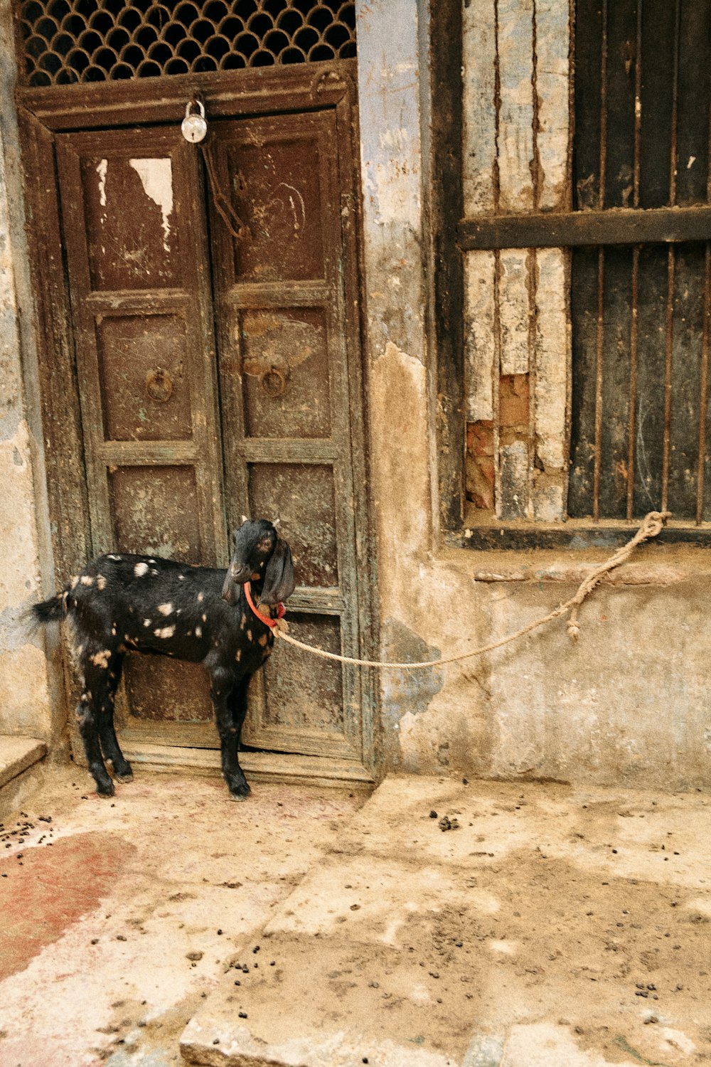 a dog tied to a door with a rope