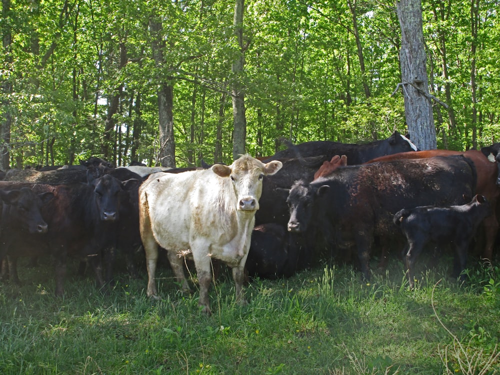 a herd of cattle standing next to each other on a lush green field