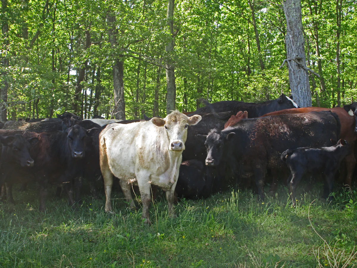 Fenceline at open field