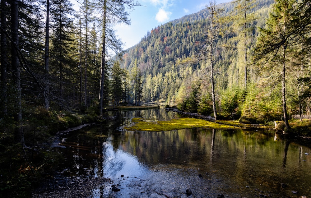 a river in the middle of a forest