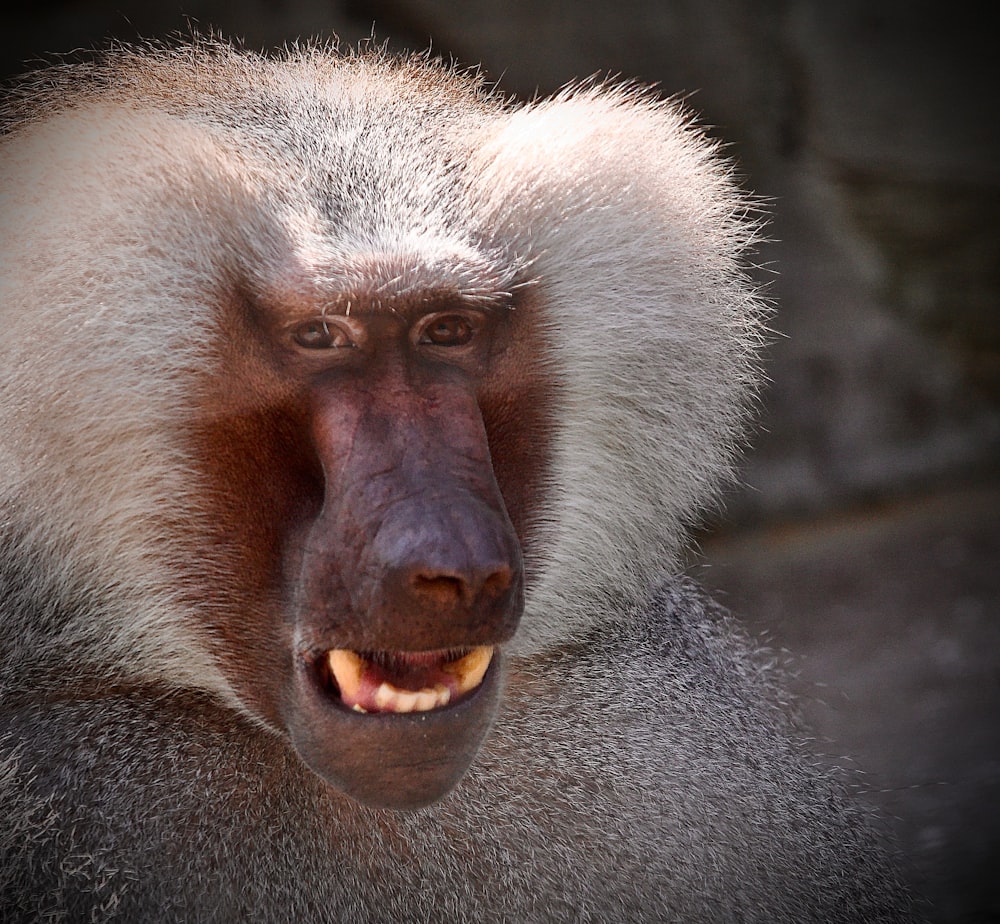 a close up of a monkey with its mouth open