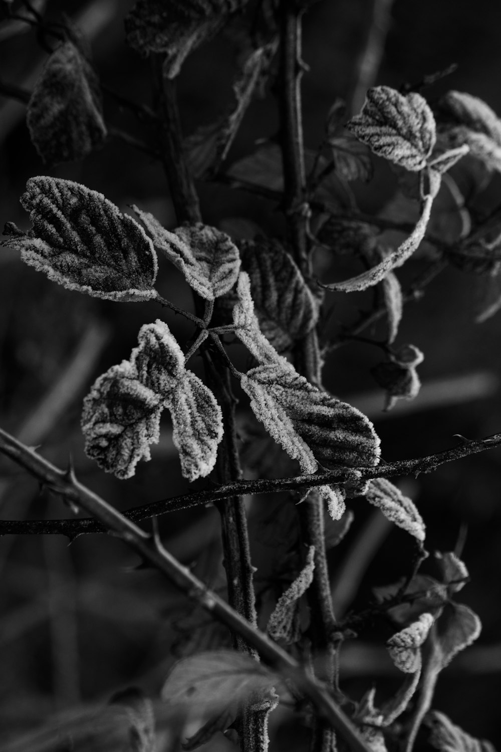 a black and white photo of a plant with frost on it