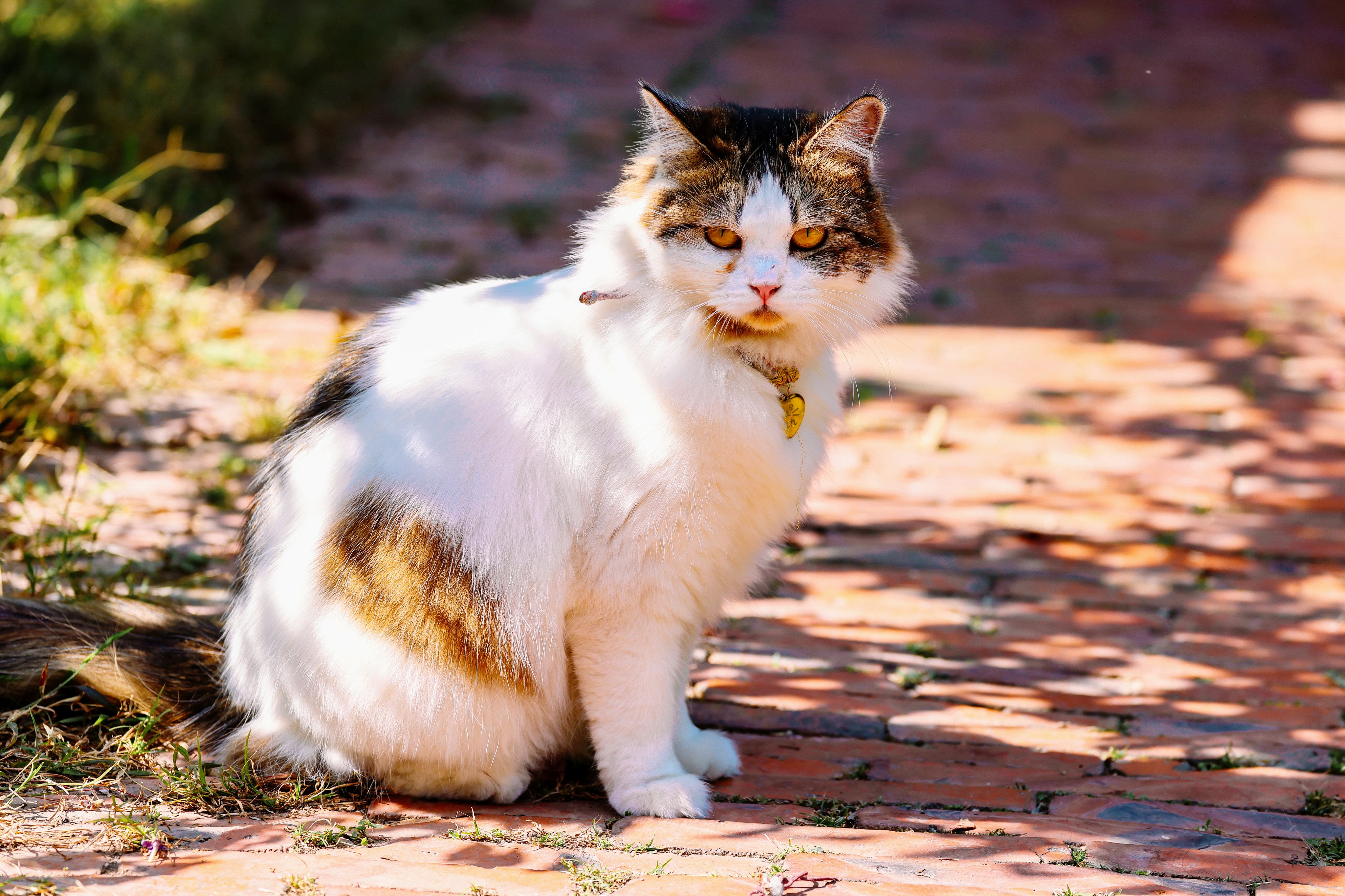 Photo by dickenslin76