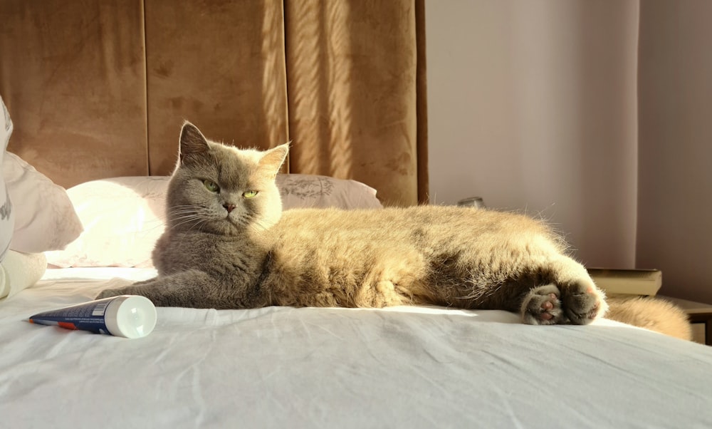 a cat laying on top of a bed next to a bottle