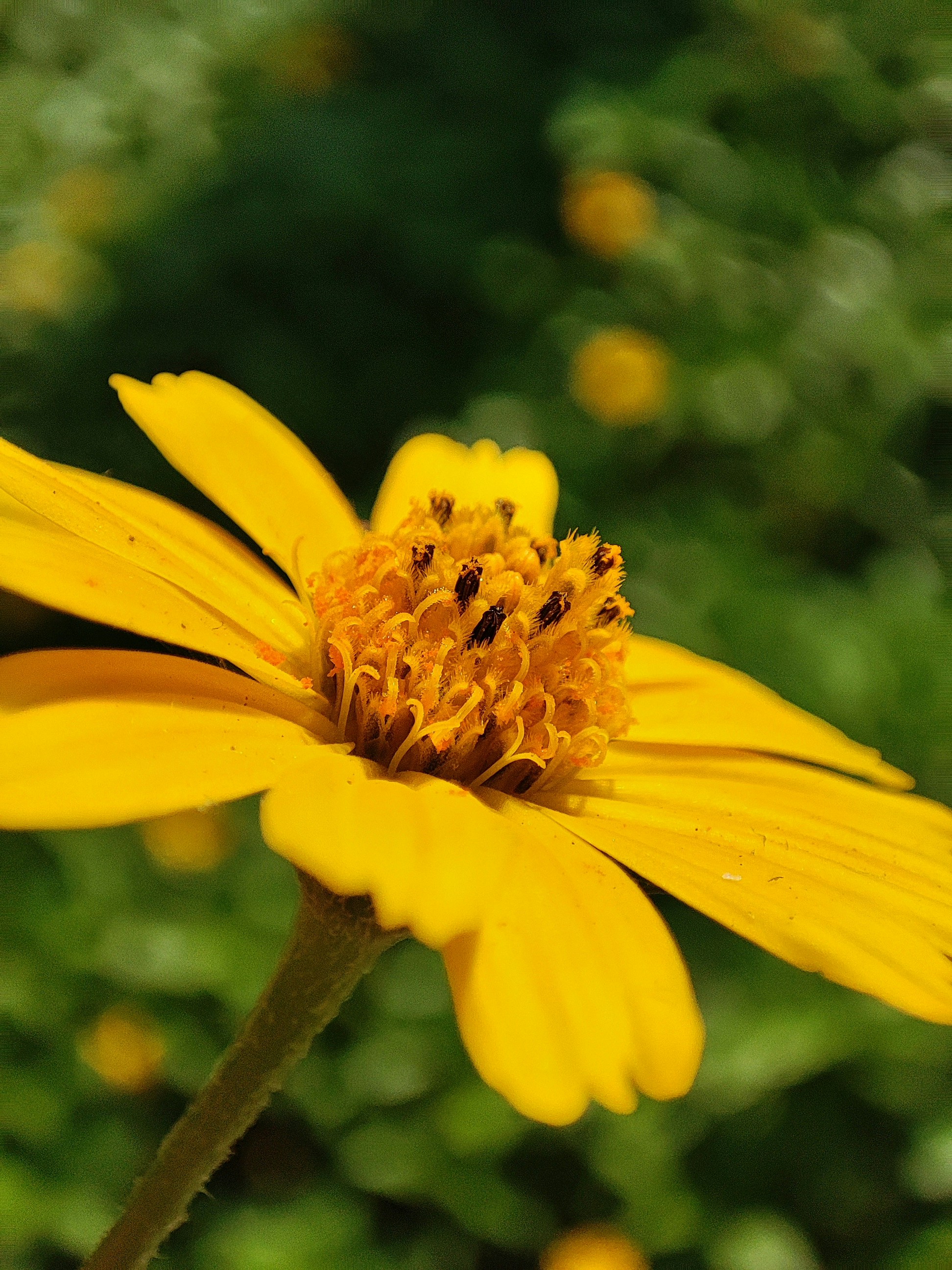 Photo by pranav_ijantkar04