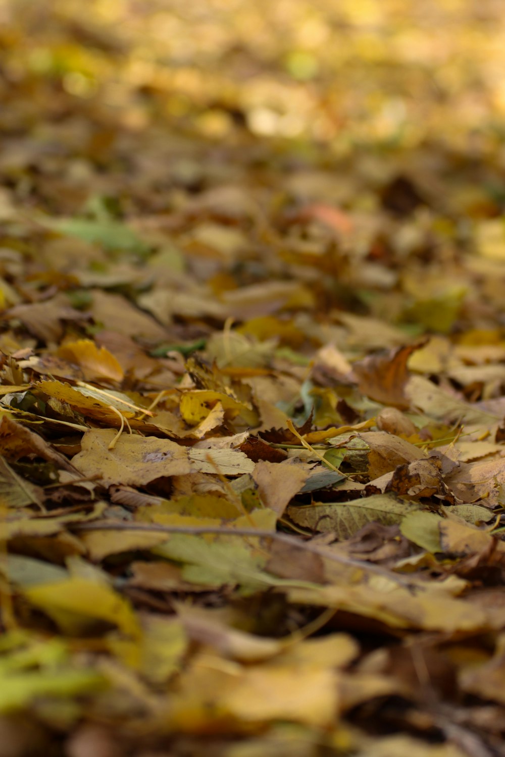 un cane è in piedi in un mucchio di foglie
