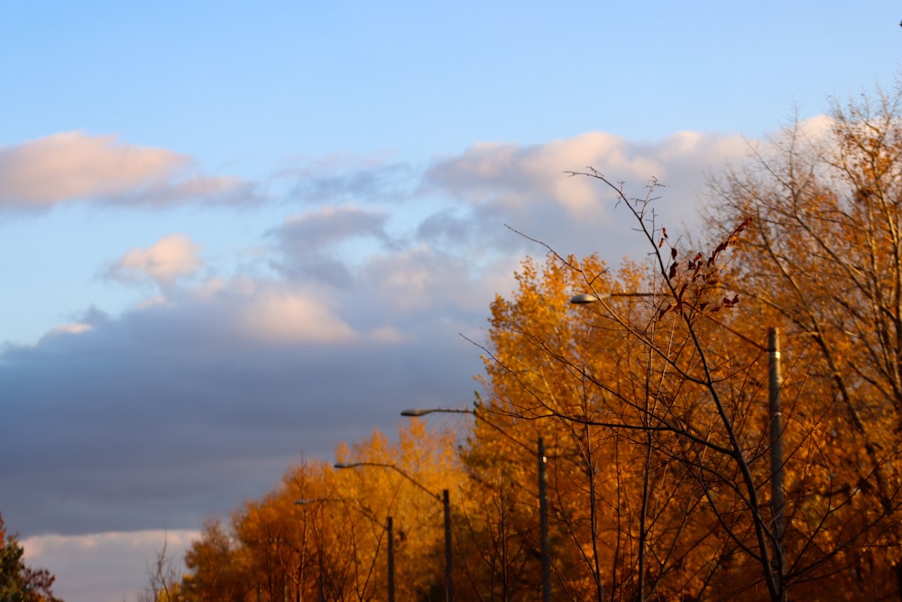 a street light in front of a row of trees