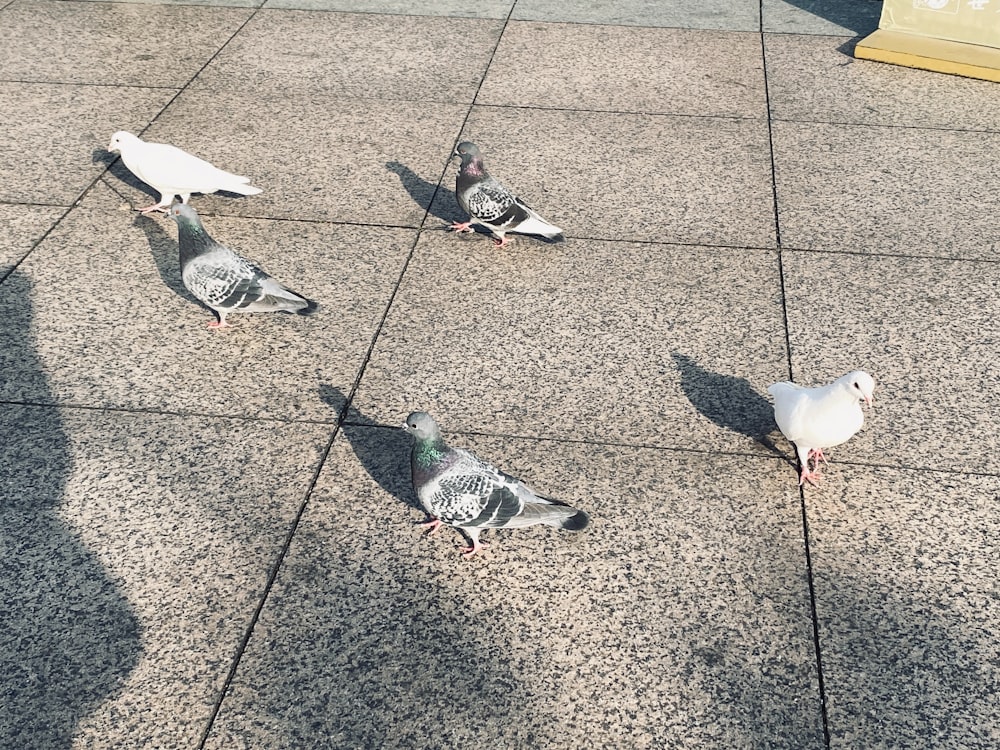 a group of pigeons walking on a sidewalk