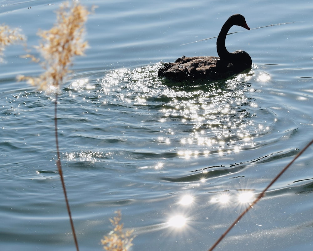 eine schwarze Ente, die auf einem Gewässer schwimmt