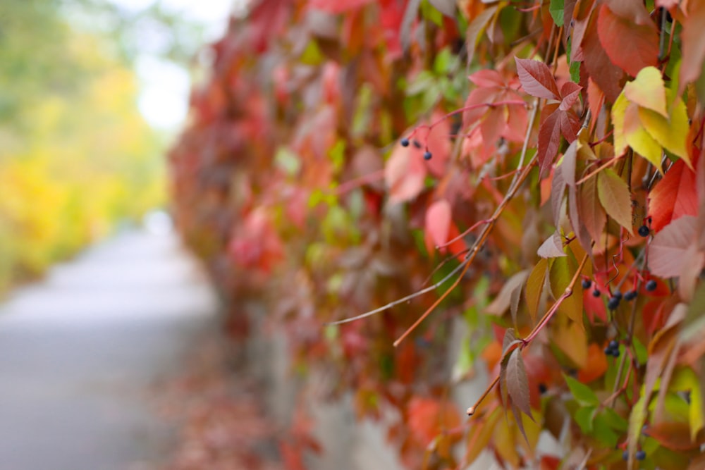 un muro coperto di tante foglie accanto a una strada