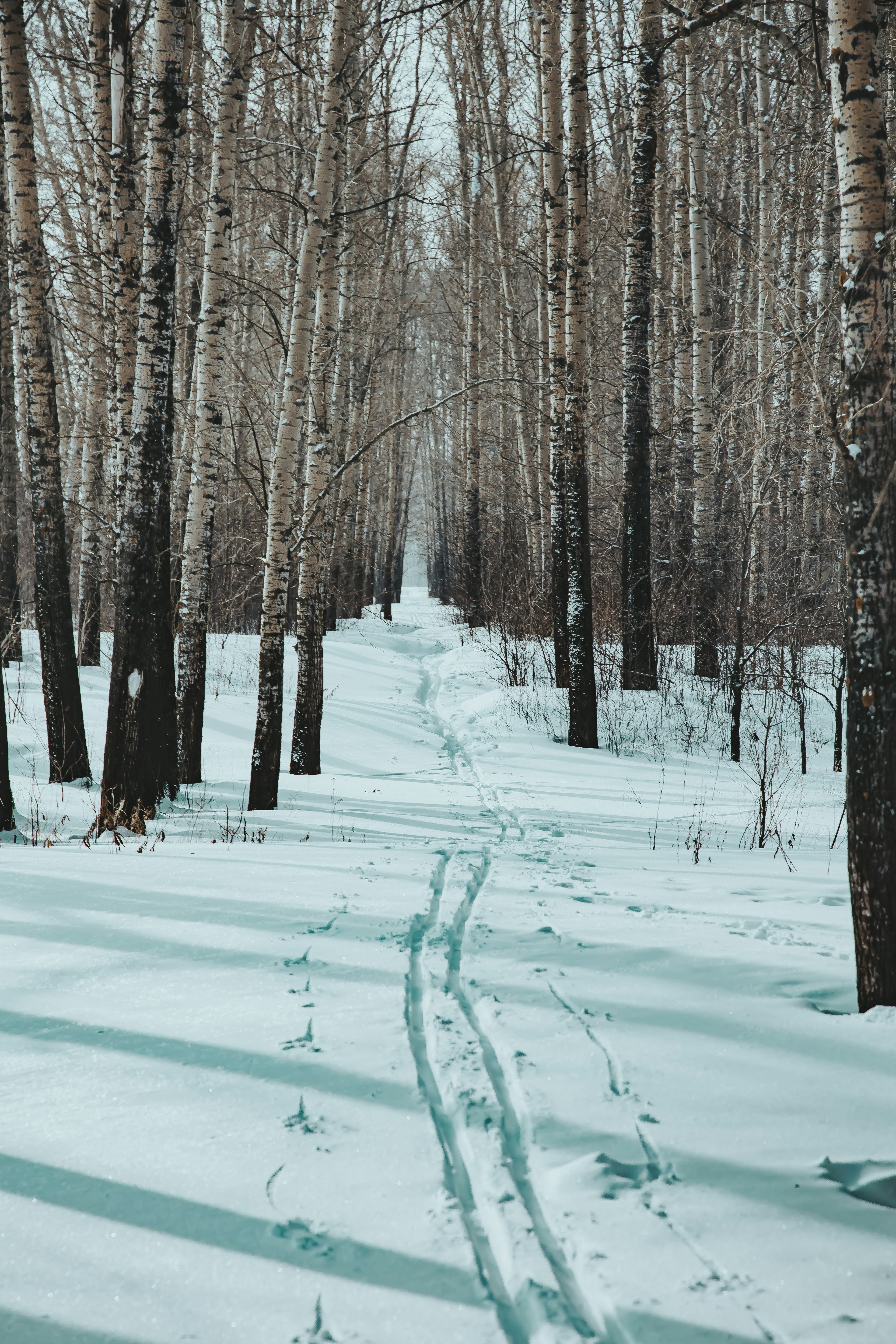 Photo by albert_klein