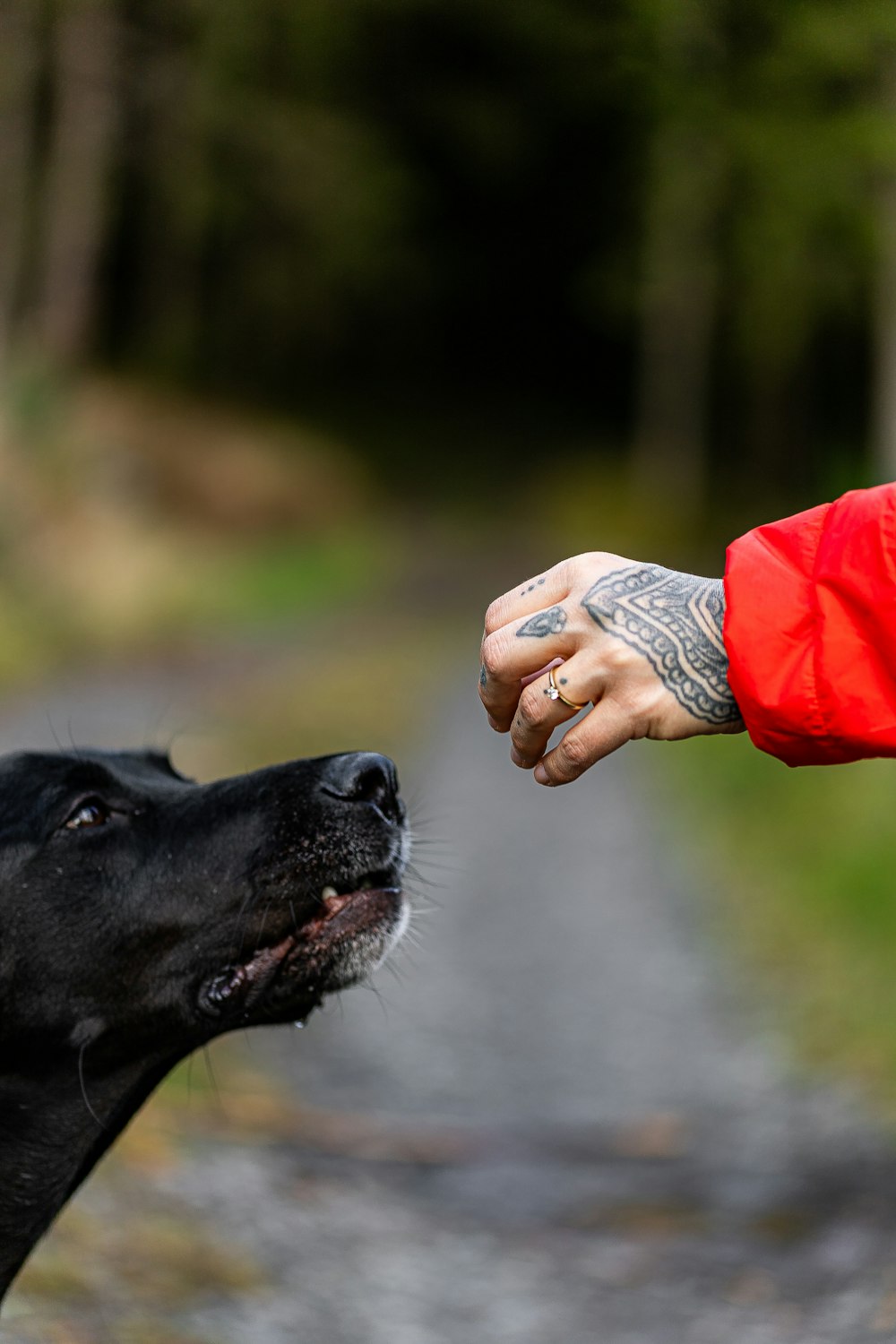 a person petting a dog on the nose