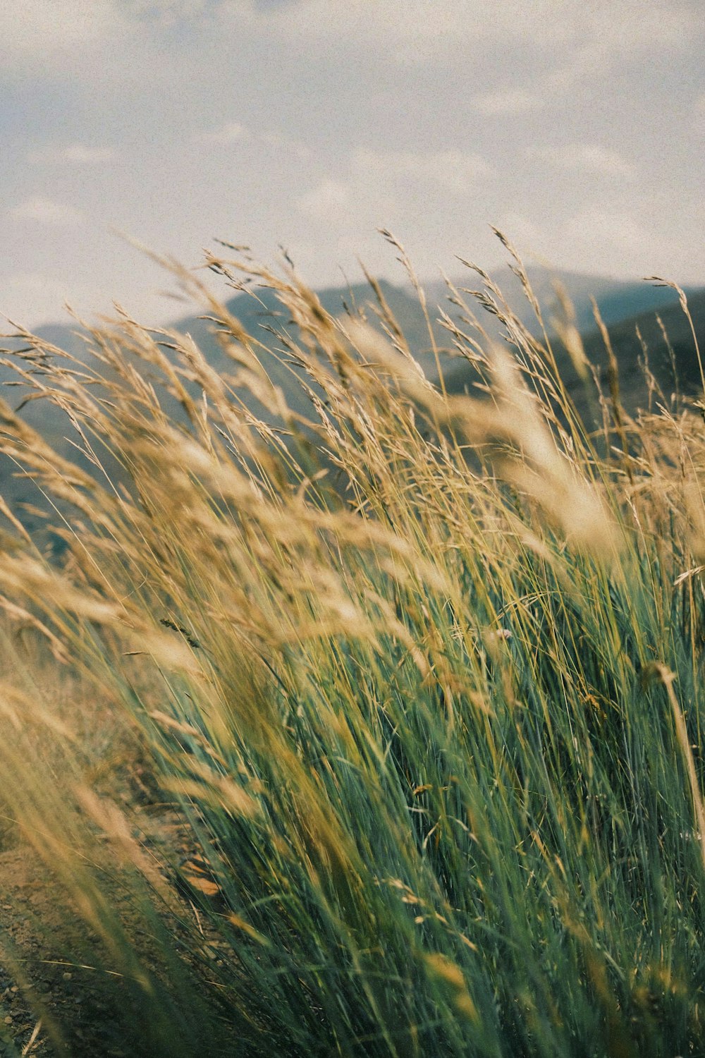 a bunch of tall grass blowing in the wind