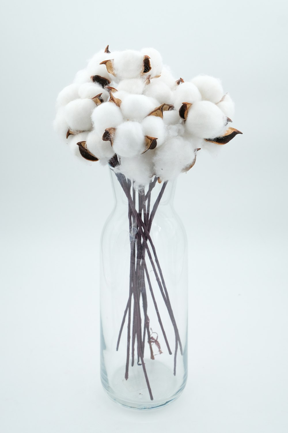 a glass vase filled with cotton stems on a white background
