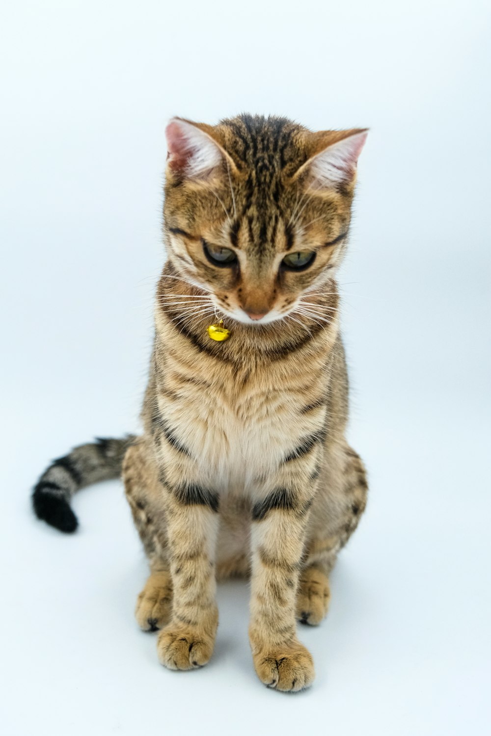 a small kitten sitting on top of a white floor