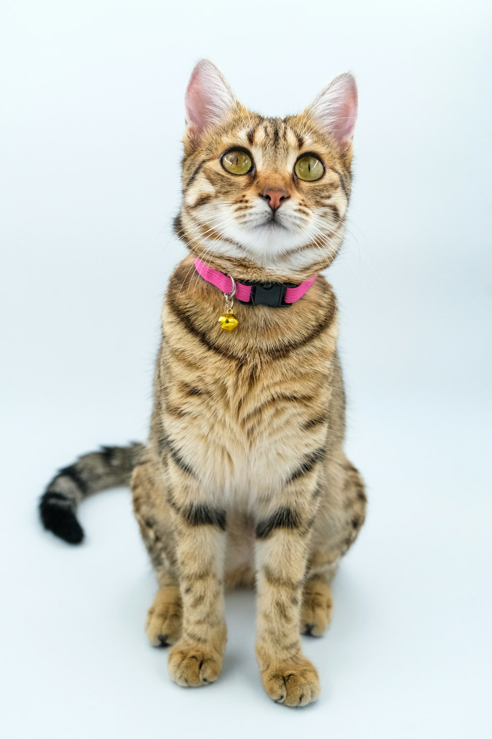 a cat with a pink collar sitting down