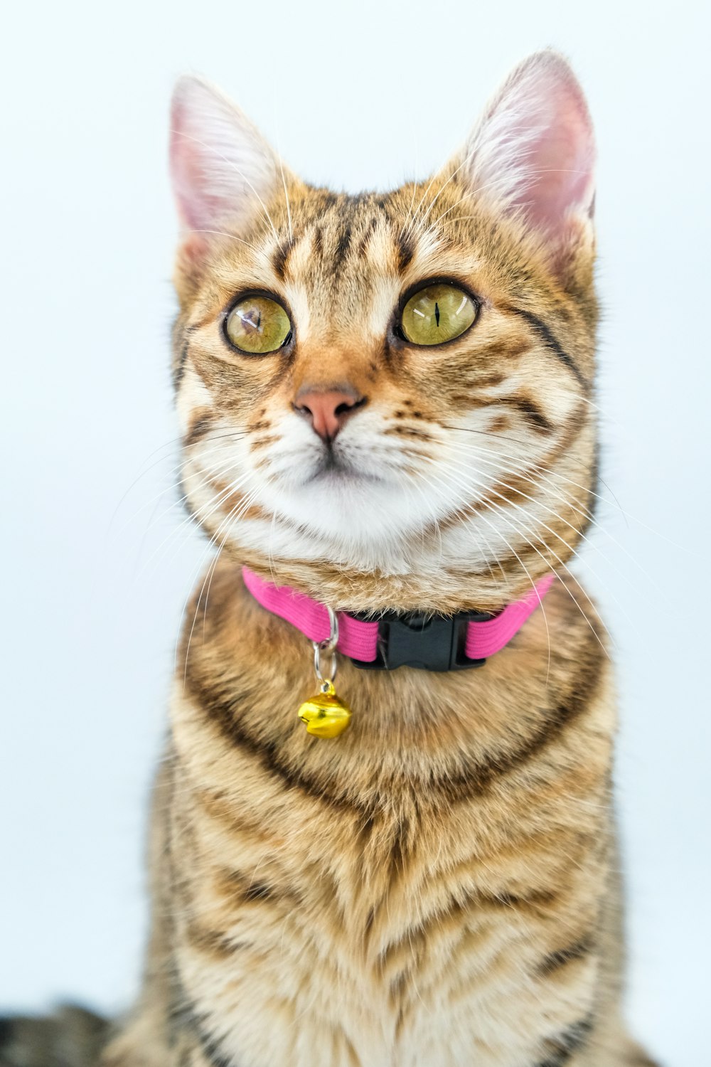 a close up of a cat wearing a pink collar