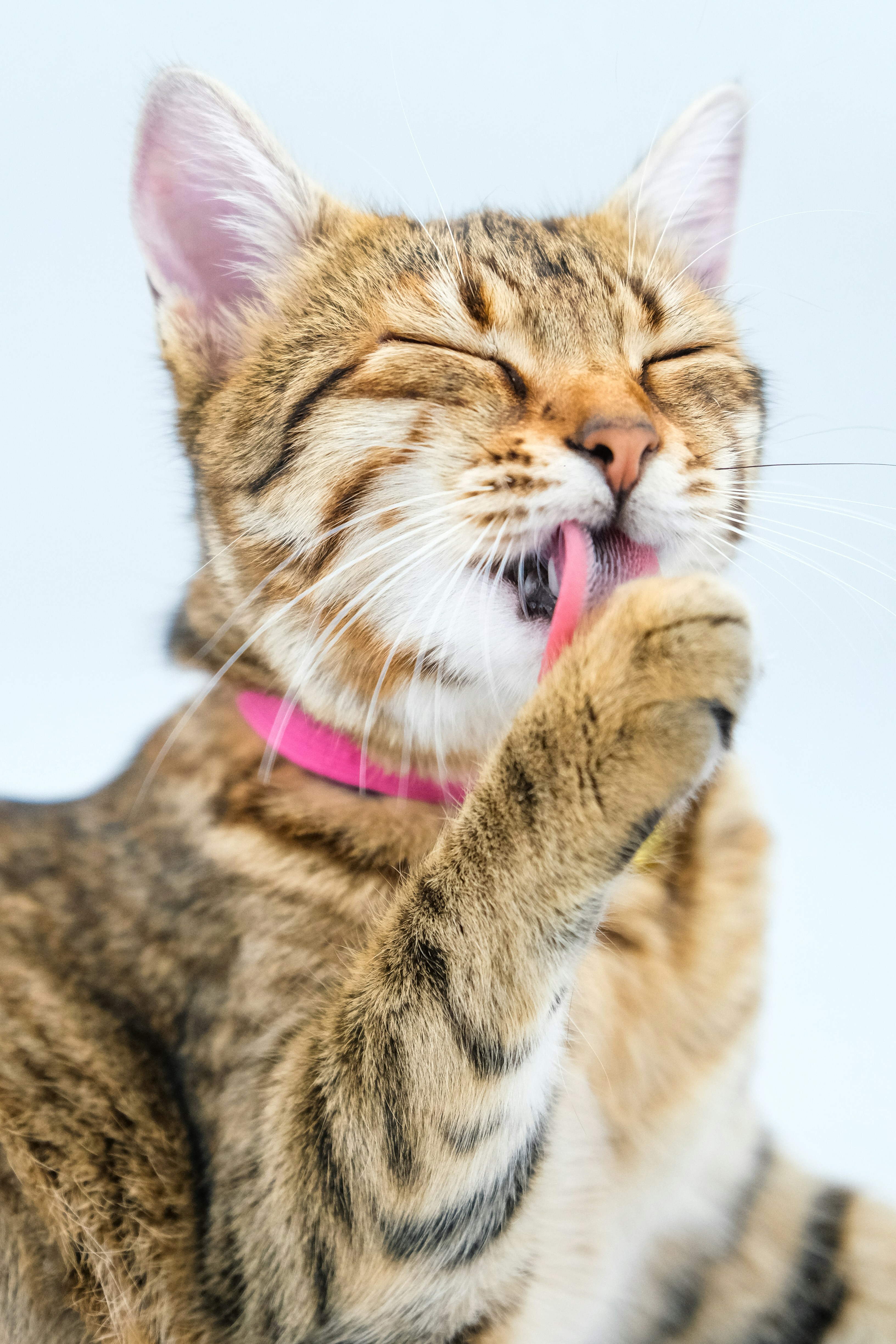 Final Thoughts on Feline Happiness (image credits: unsplash)