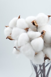 a bunch of cotton in a glass vase