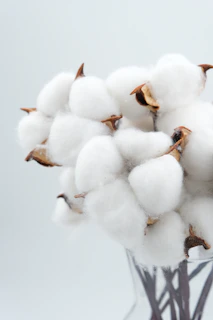 a bunch of cotton in a glass vase