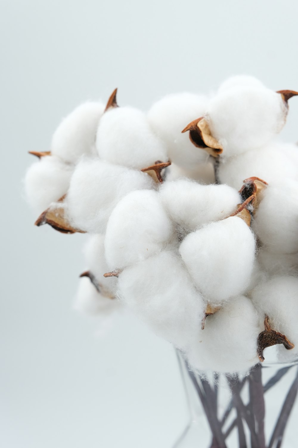 a bunch of cotton in a glass vase