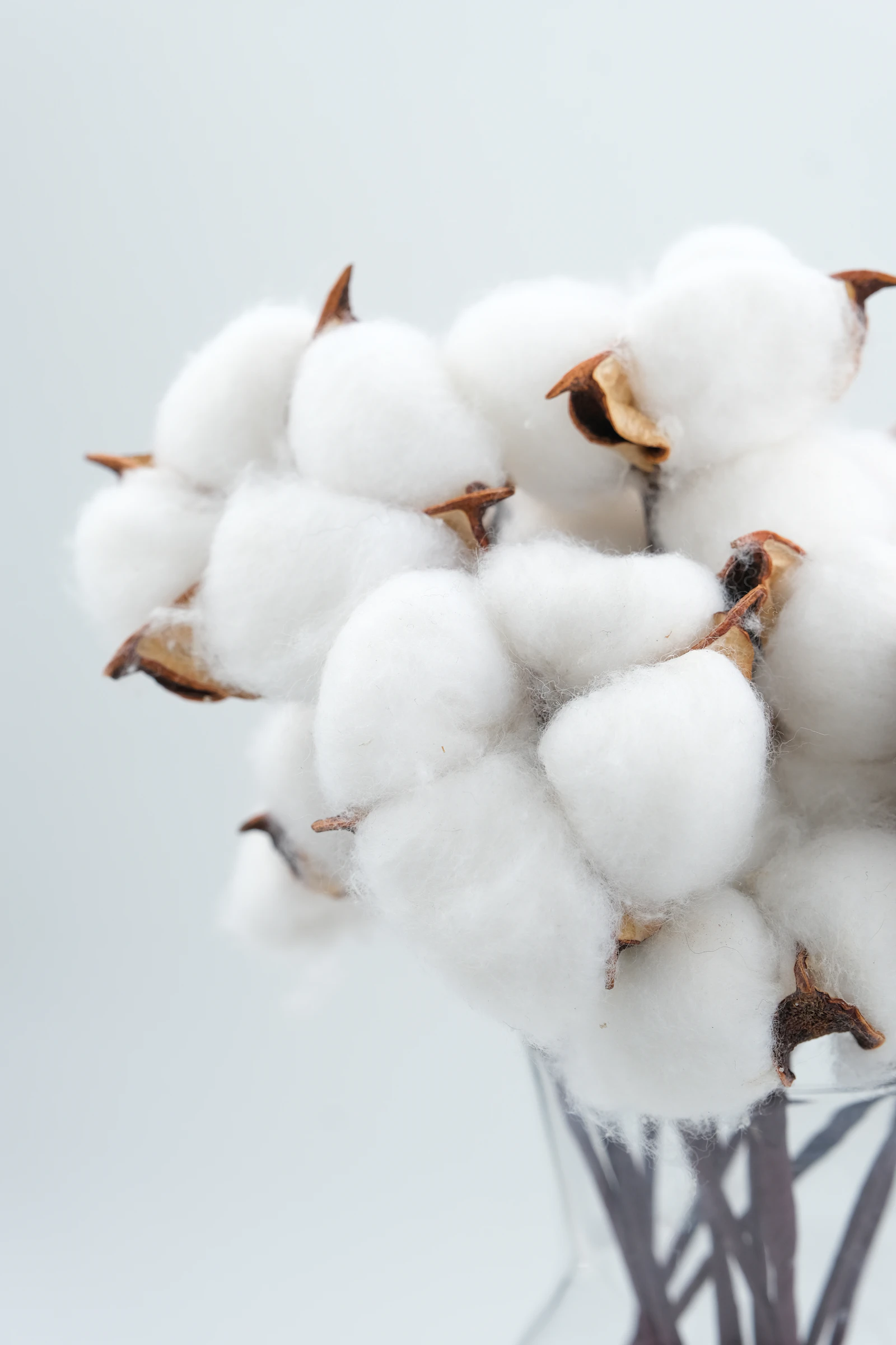 Cotton flowers representing the traditional two year anniversary gift