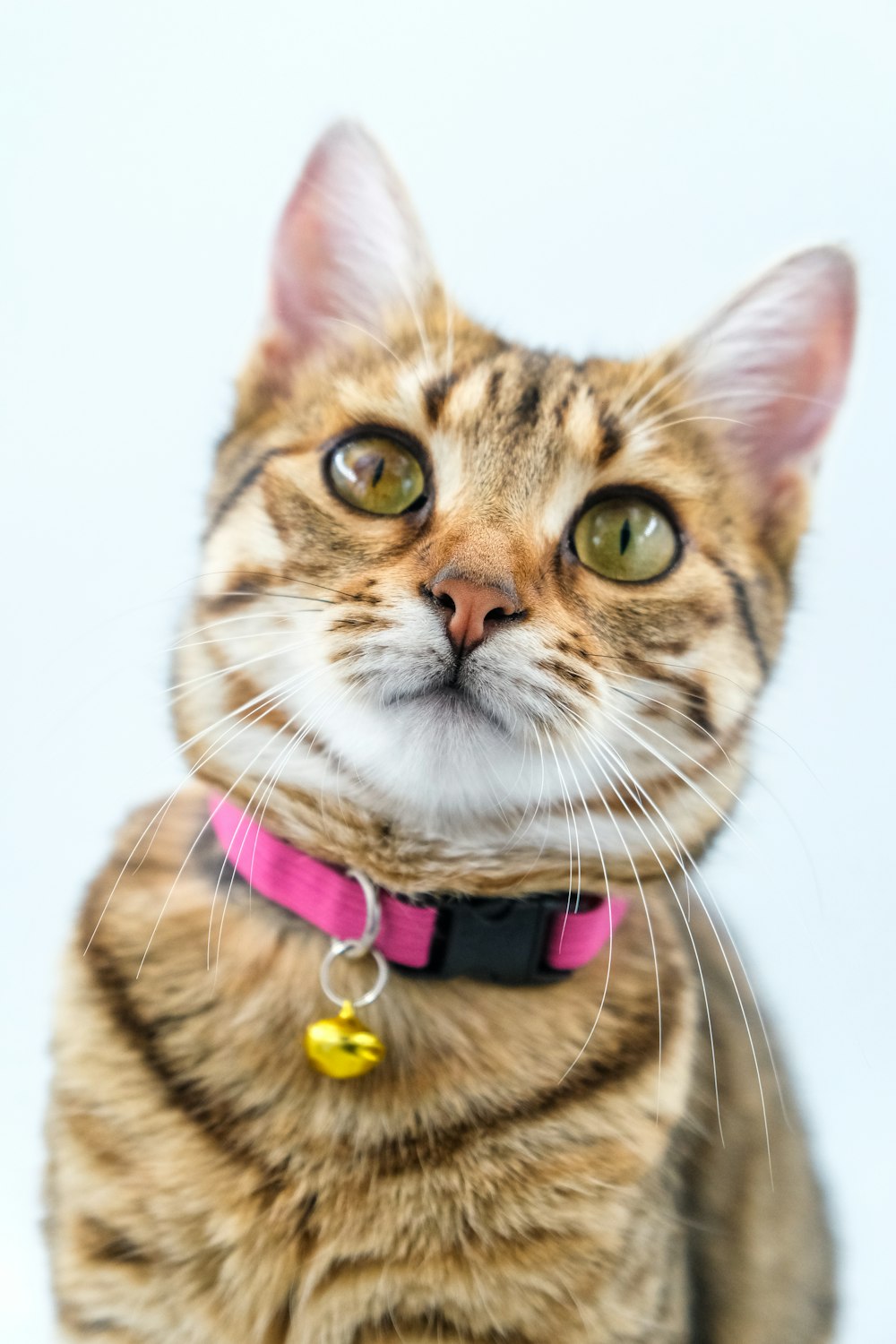 Eine Nahaufnahme einer Katze, die ein rosa Halsband trägt