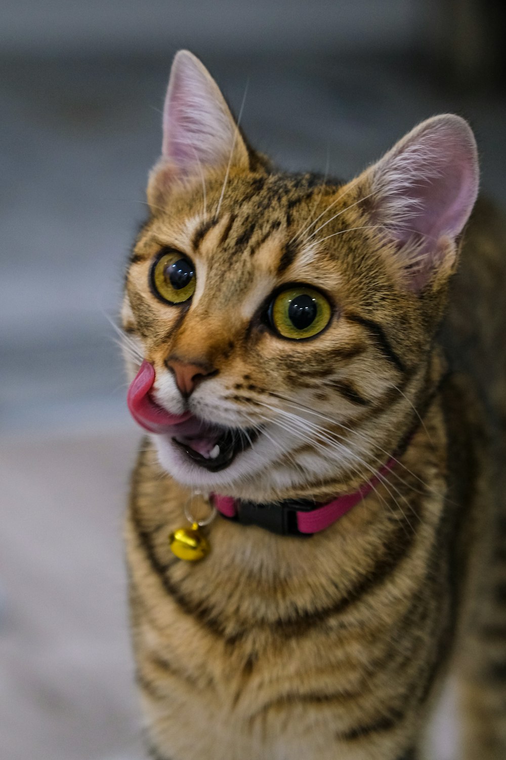 a cat with a tongue sticking out of it's mouth