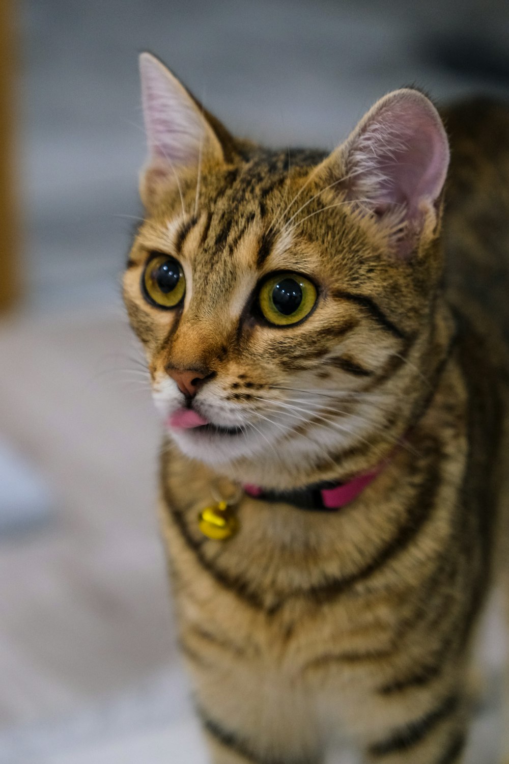 Un gato parado en un piso de baldosas mirando a la cámara