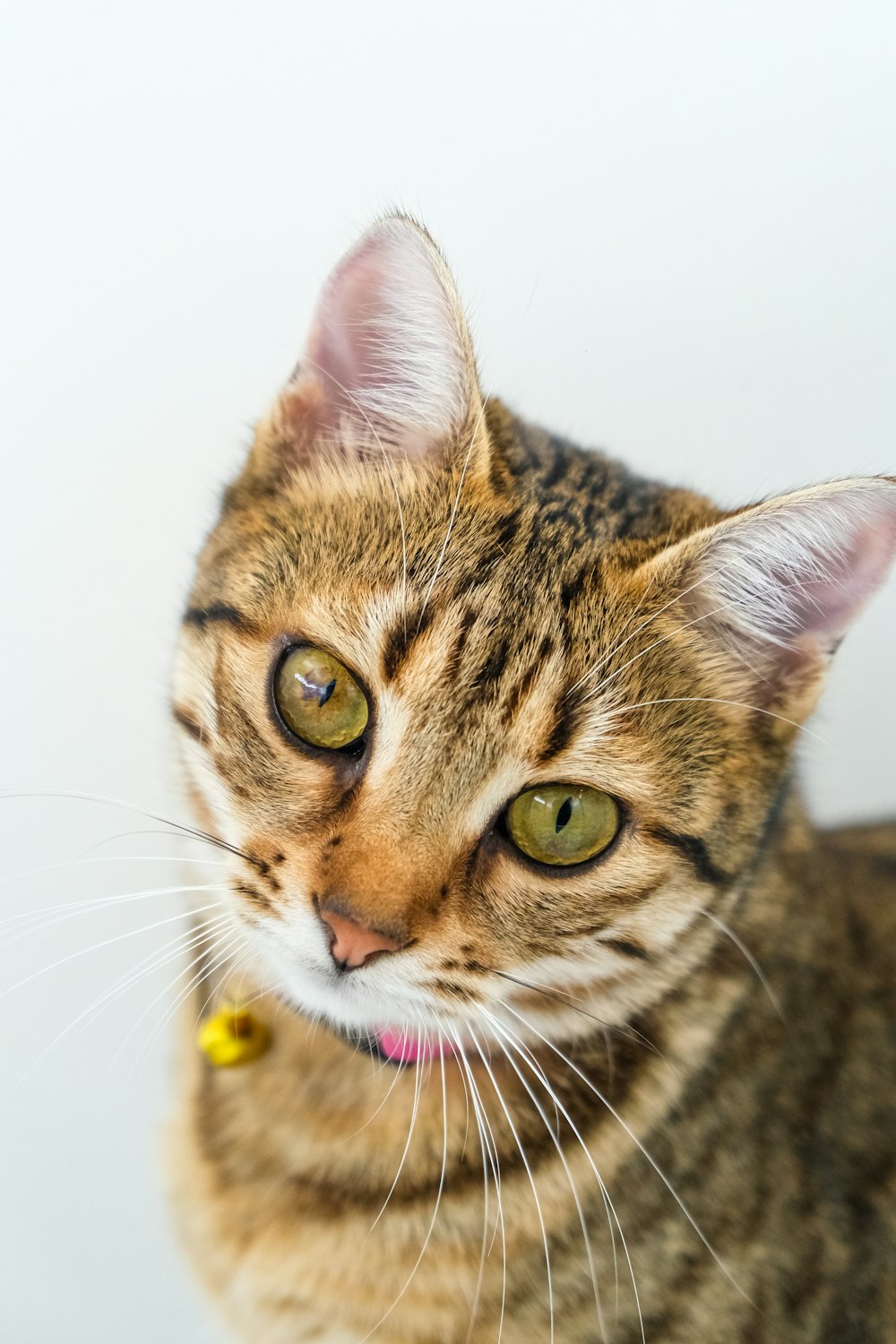 a close up of a cat with green eyes