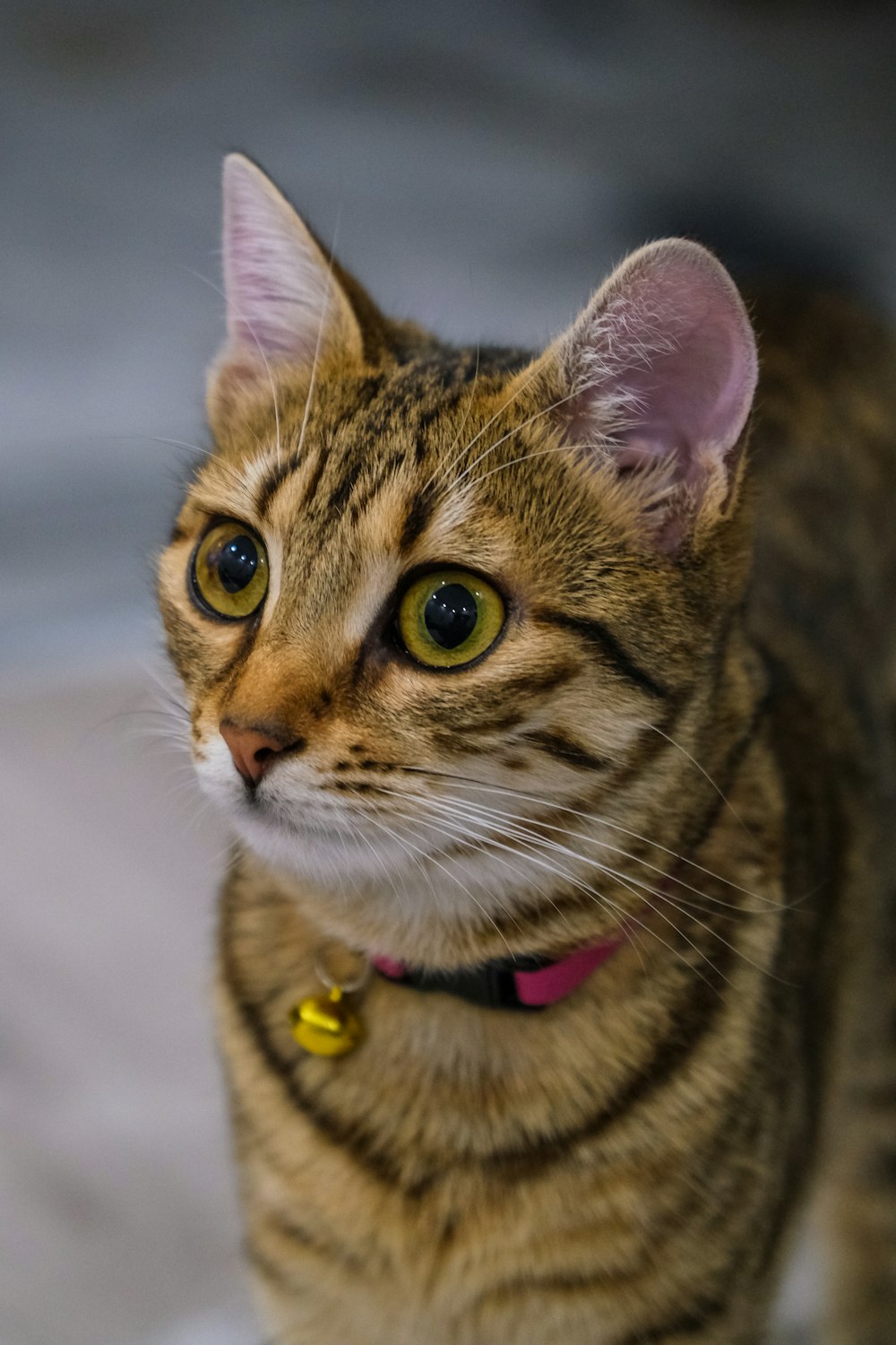 a close up of a cat with a collar