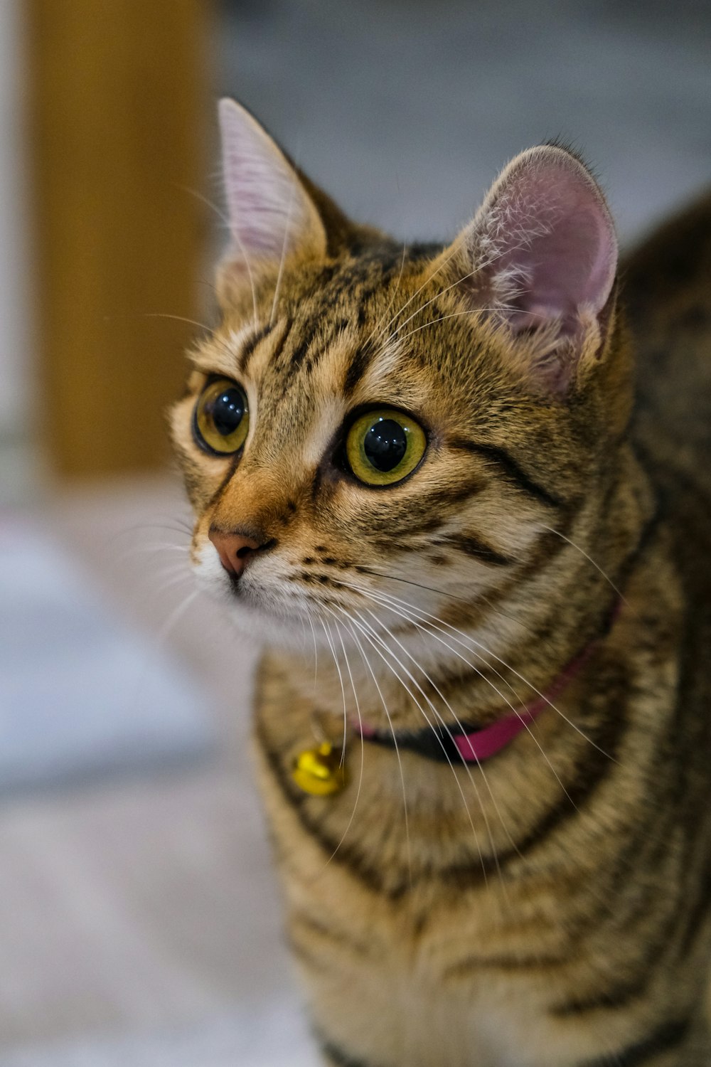 a close up of a cat with a collar