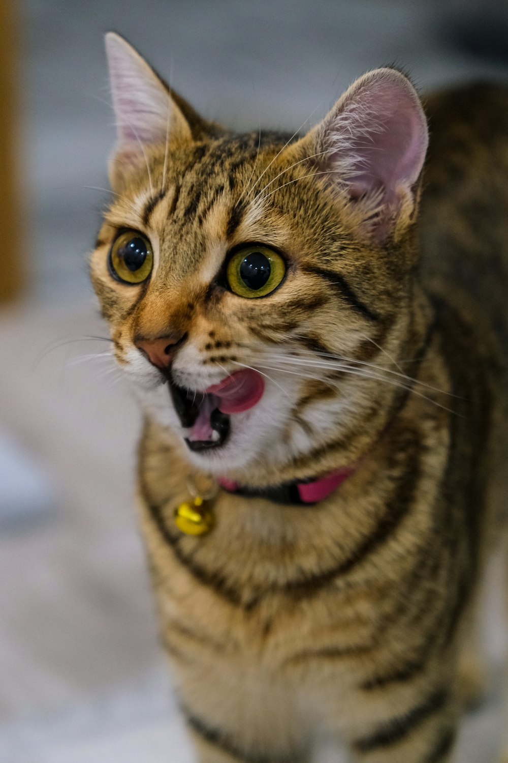 タイルの床に立っている口を開けた猫