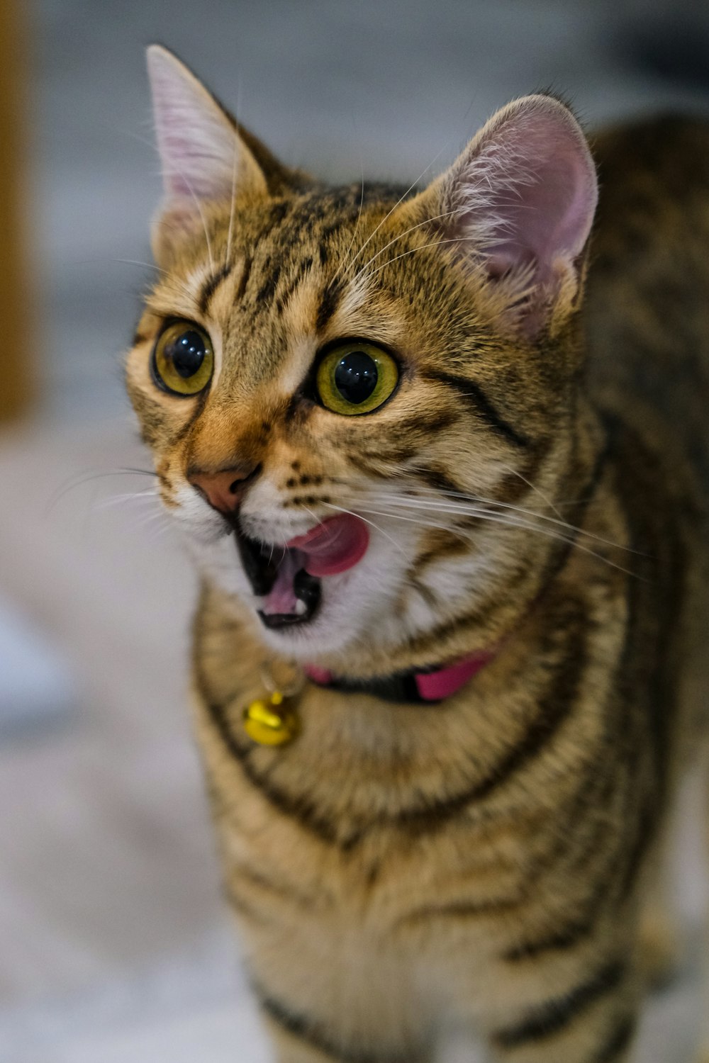 a cat with its mouth open standing on a tile floor