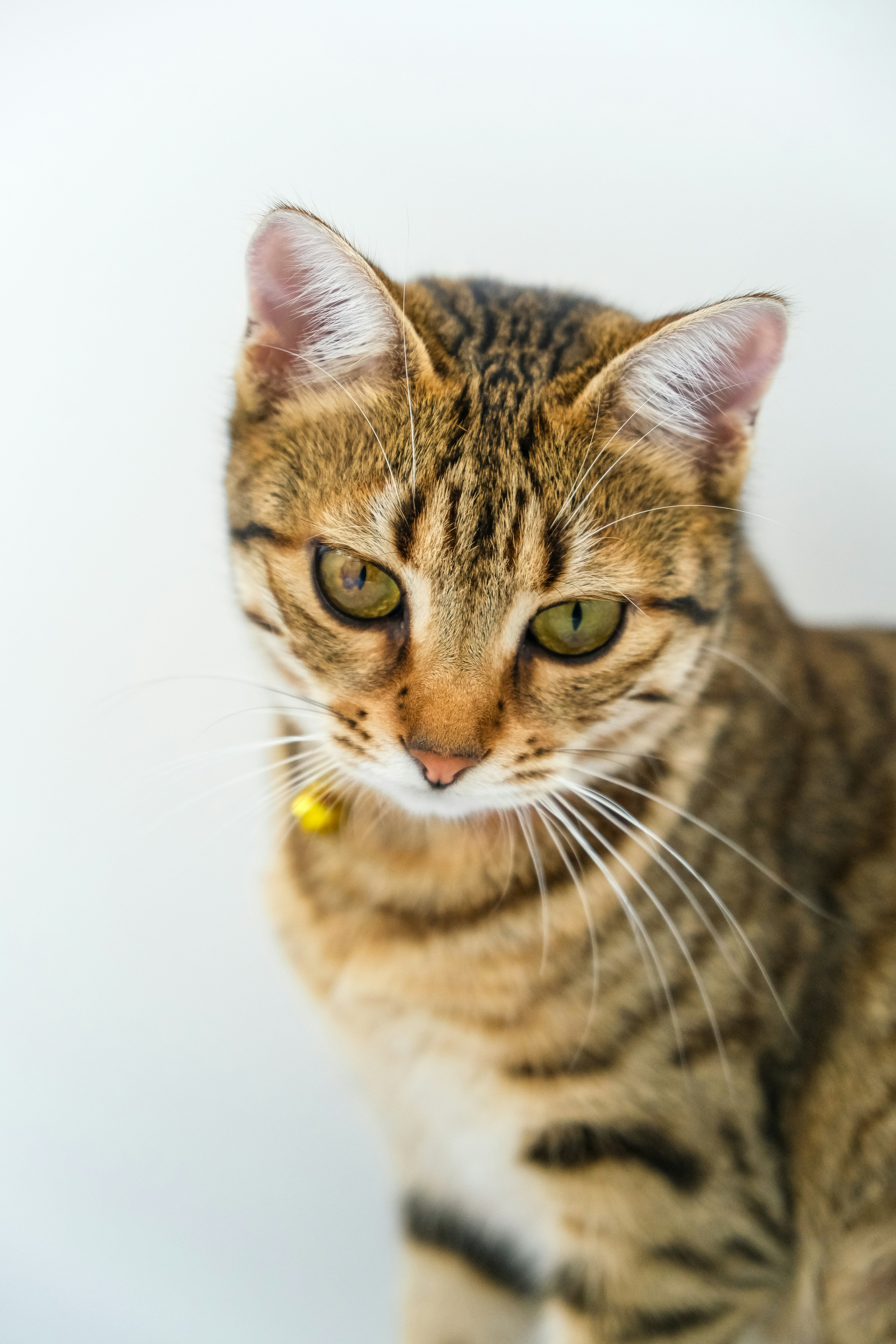 Intelligence: Quick Learners and Problem Solvers (image credits: unsplash)