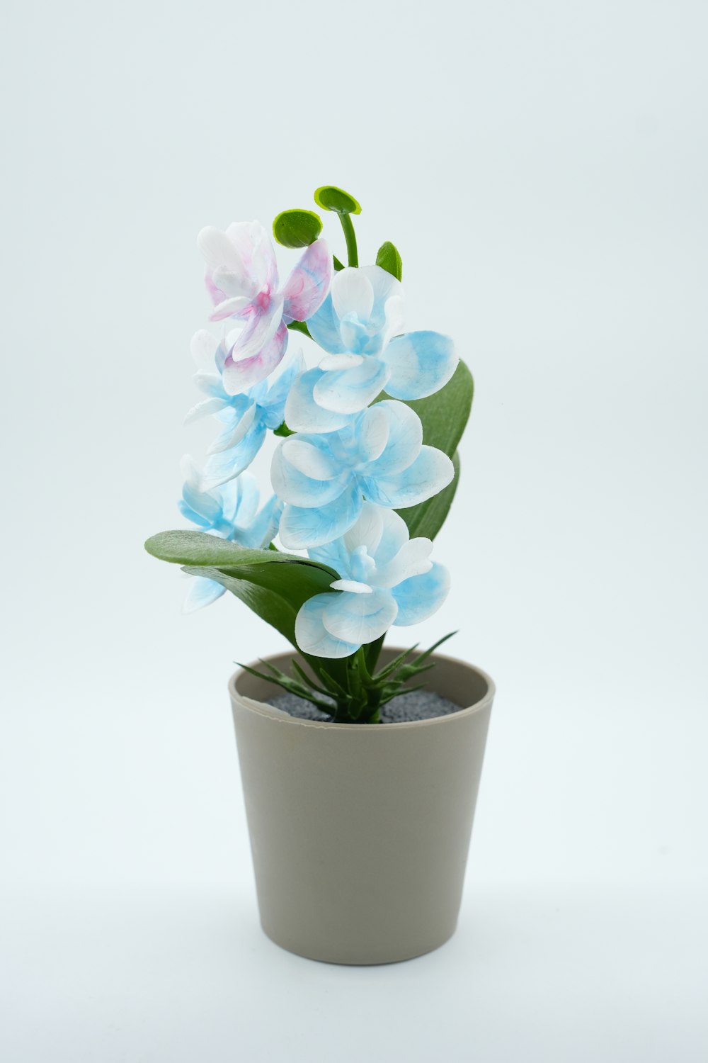 a potted plant with blue and white flowers