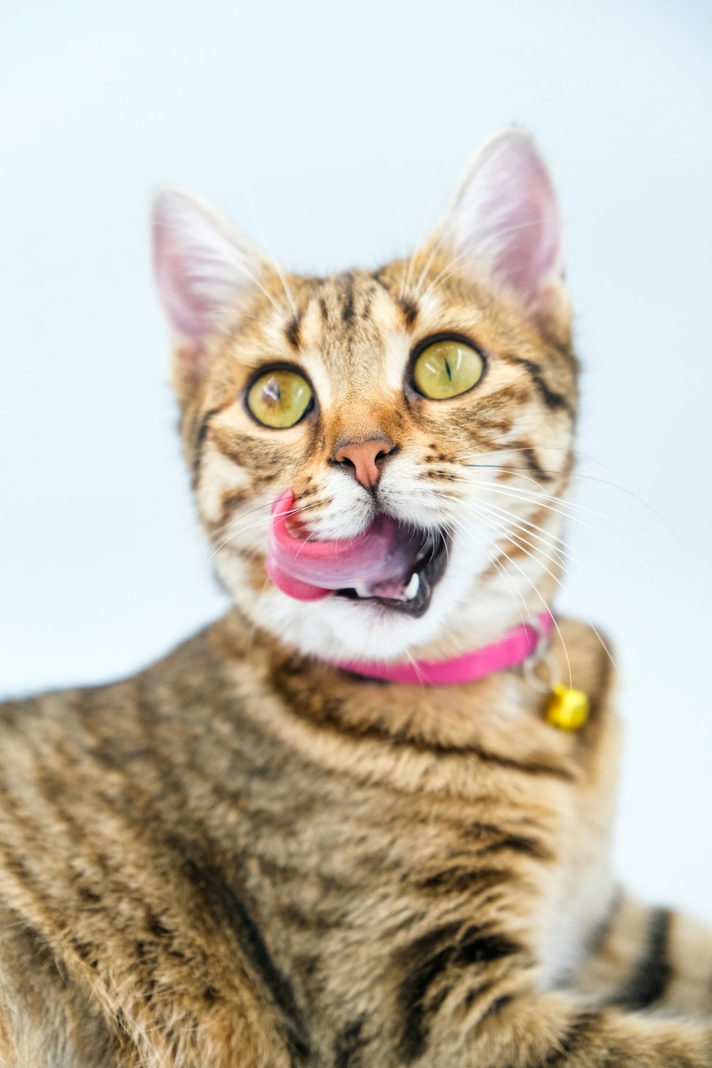 a cat with a pink collar and tongue sticking out