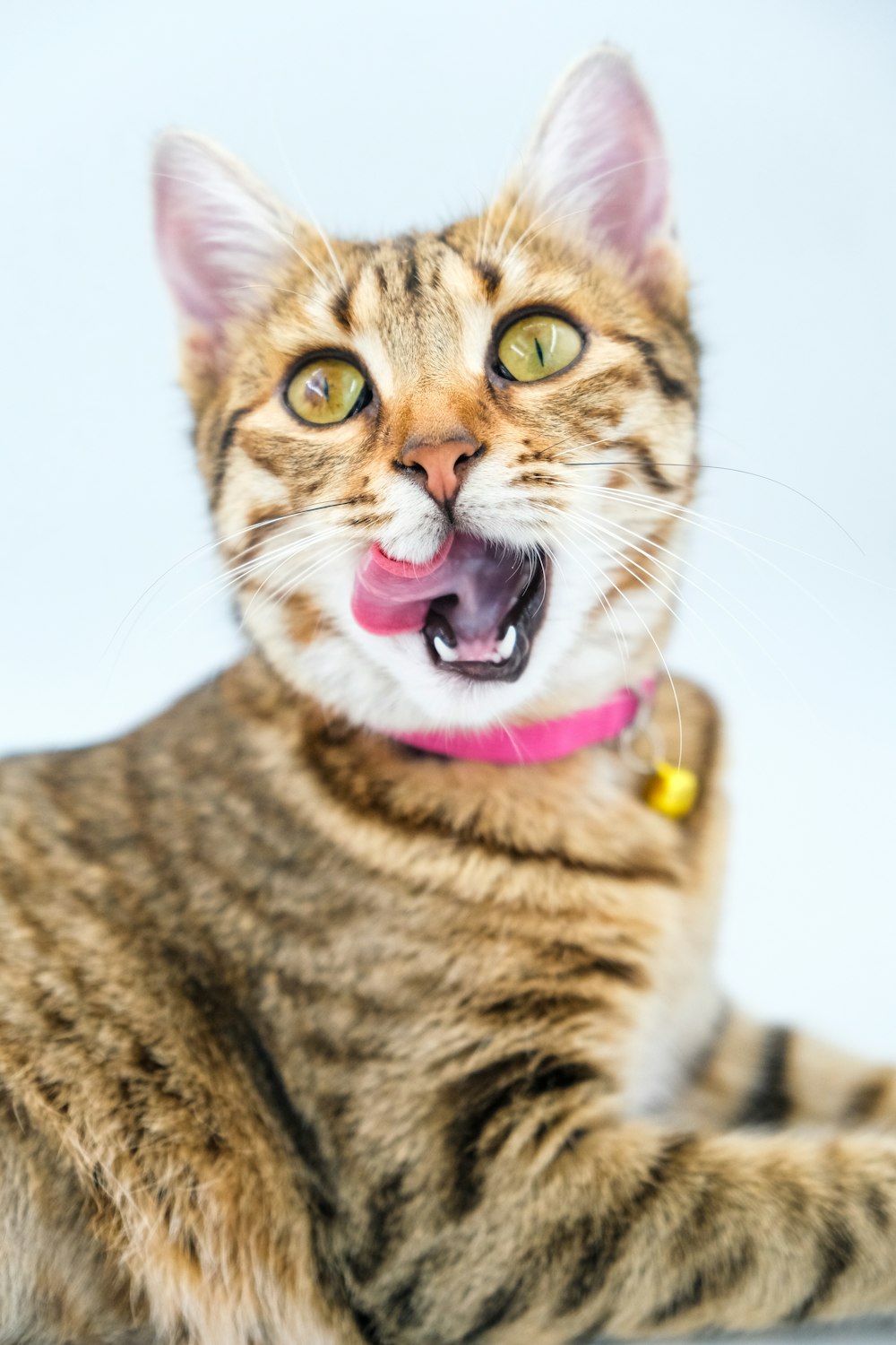 um gato com a boca aberta e a língua para fora