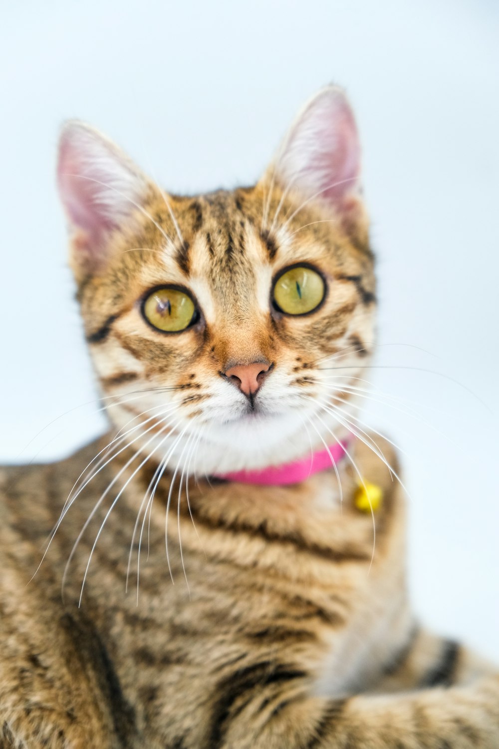 Eine Nahaufnahme einer Katze mit einem rosa Halsband