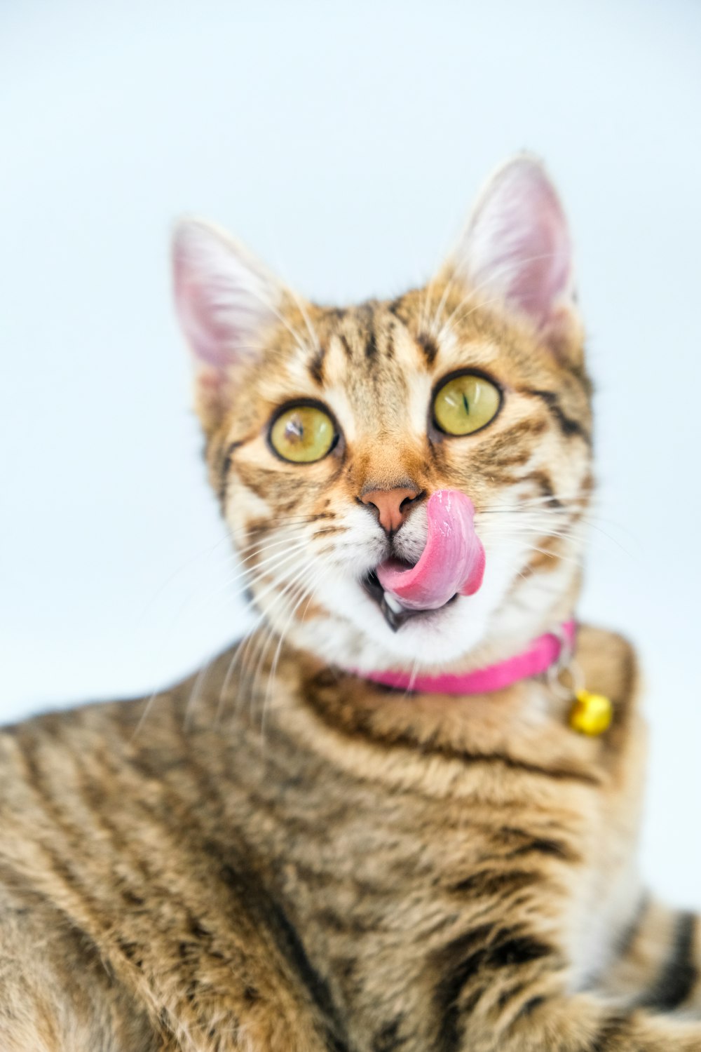a cat with a pink tongue sticking out