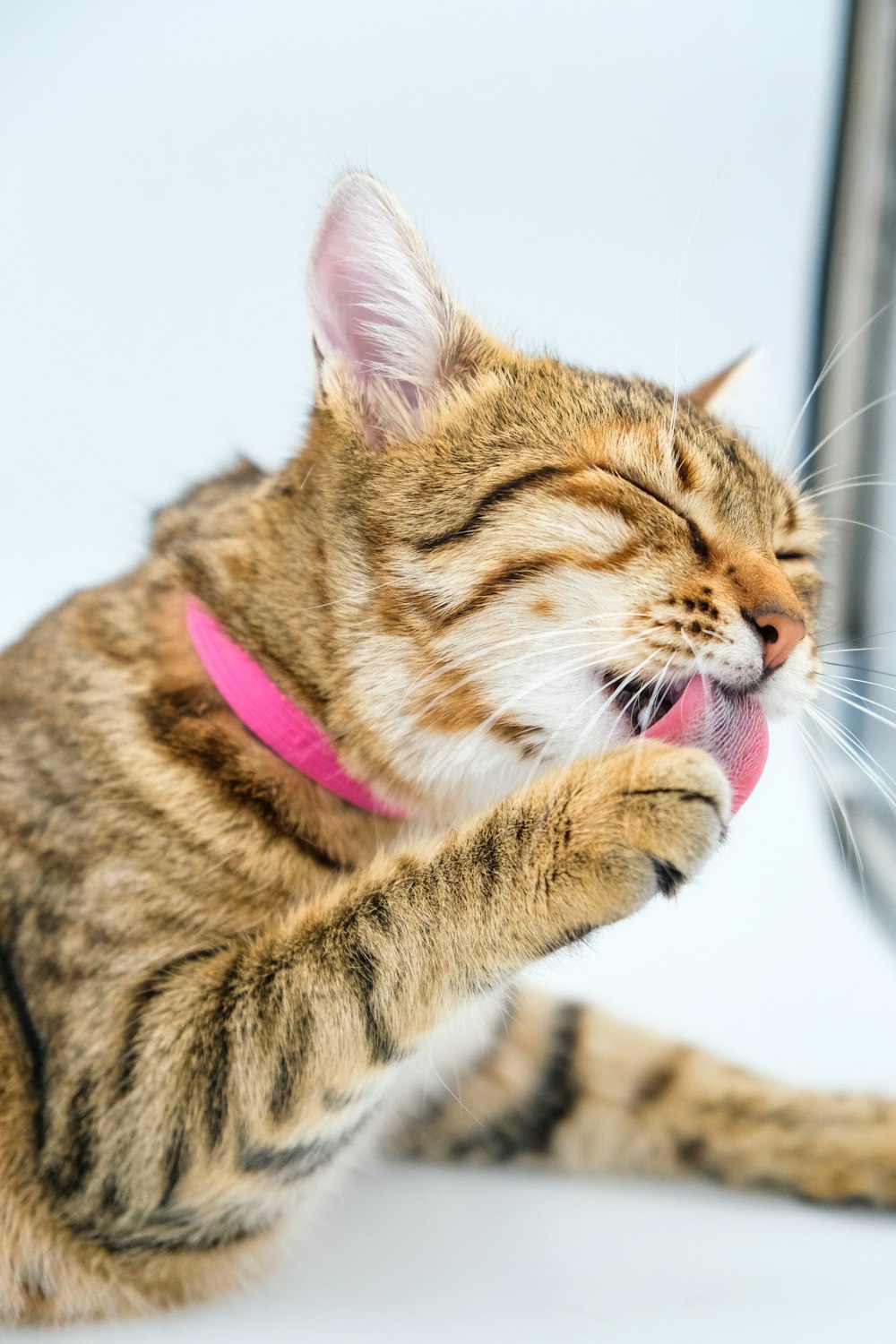 a cat that is sitting down with its mouth open