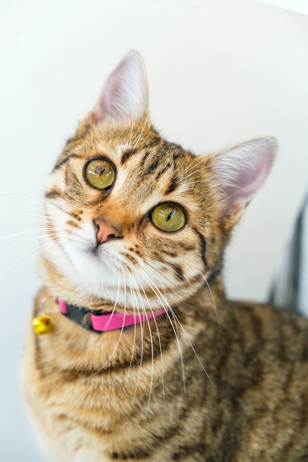 Un primer plano de un gato con un collar rosa