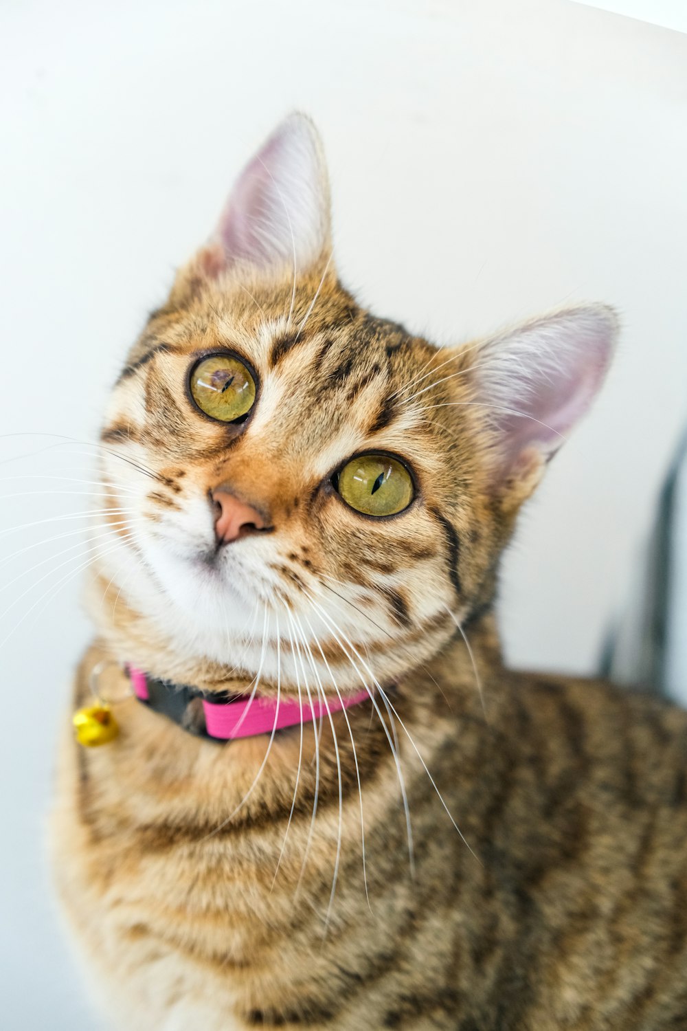 a close up of a cat with a pink collar