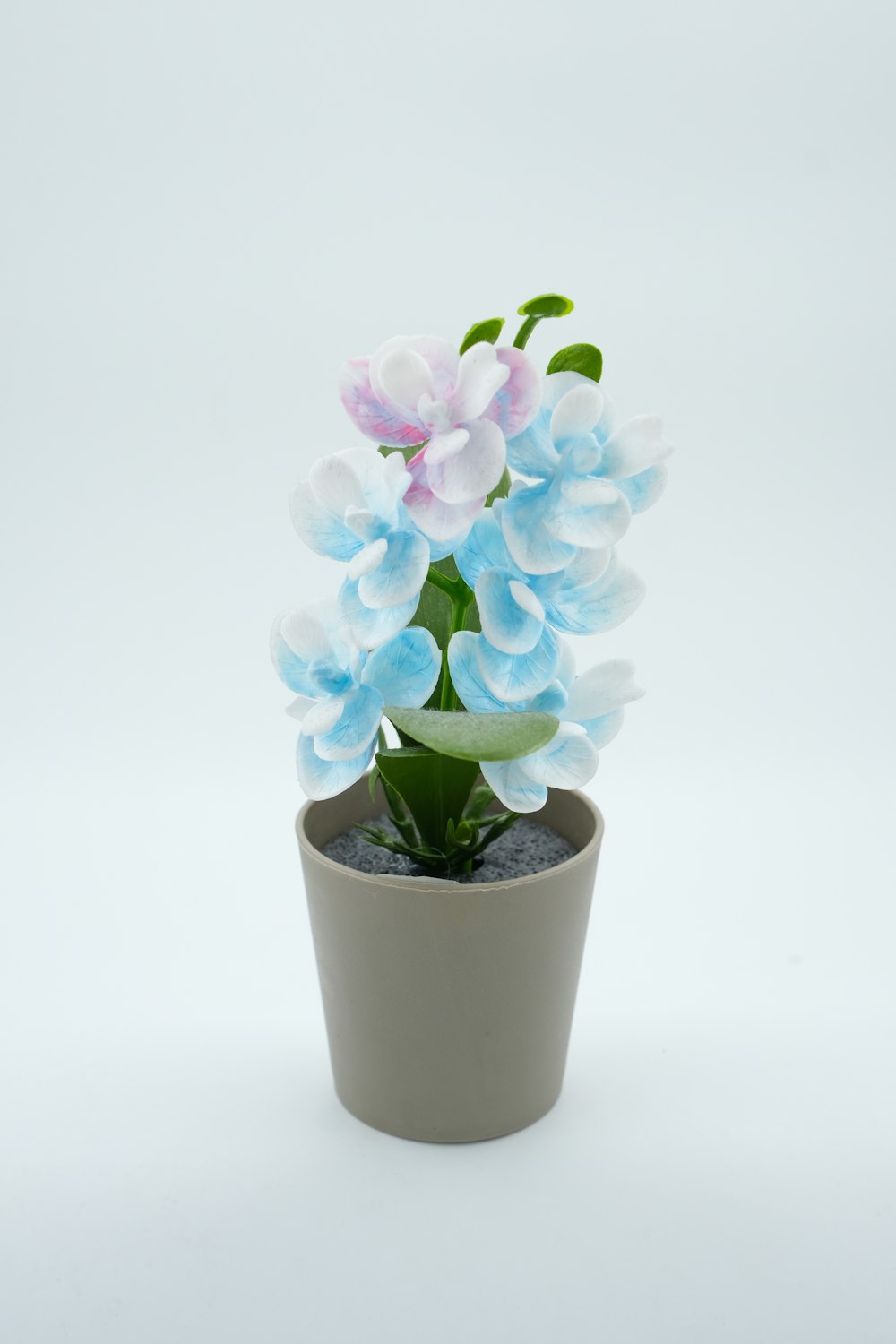 a small potted plant with blue and pink flowers