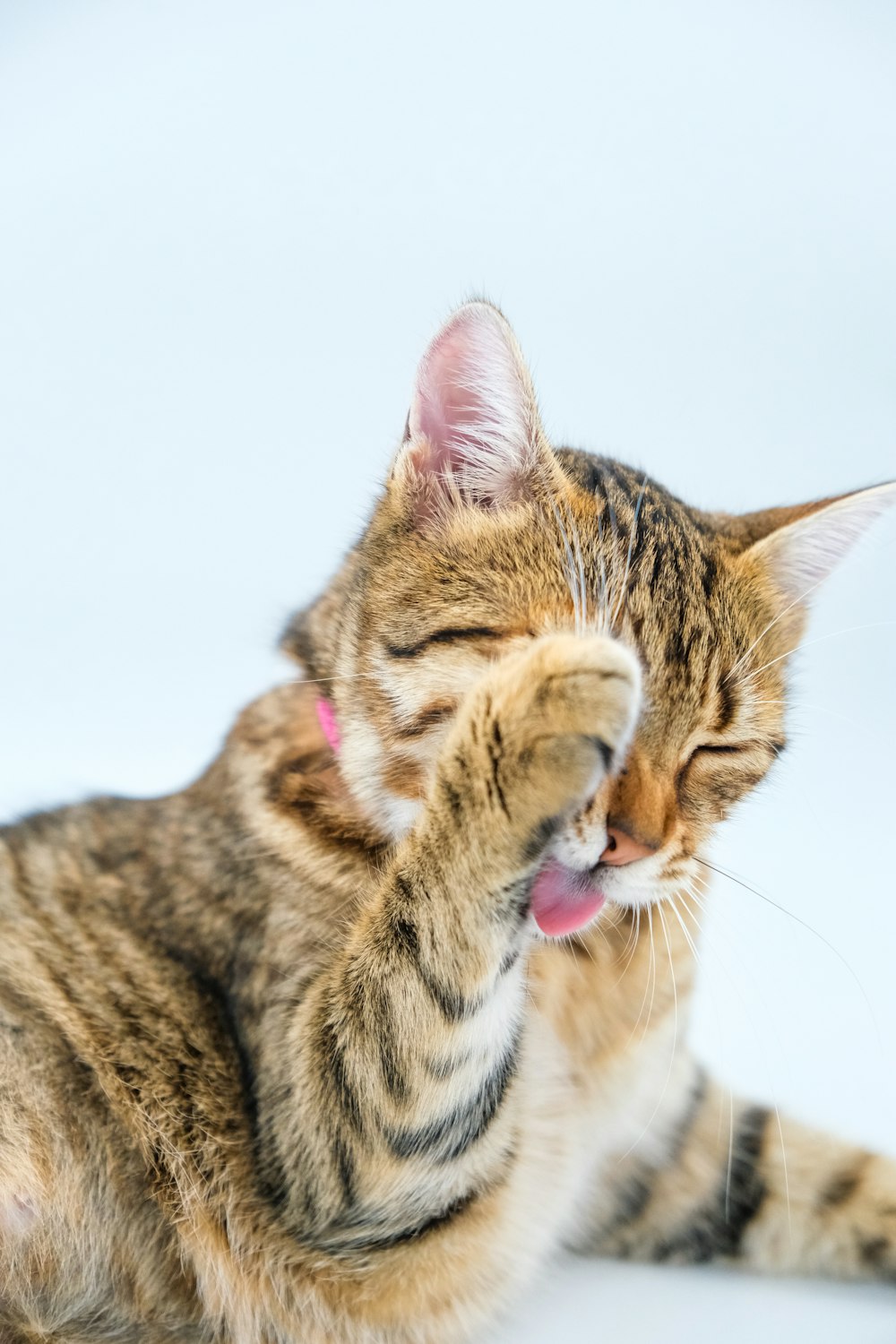 Eine Katze leckt sich mit dem Maul die Pfote