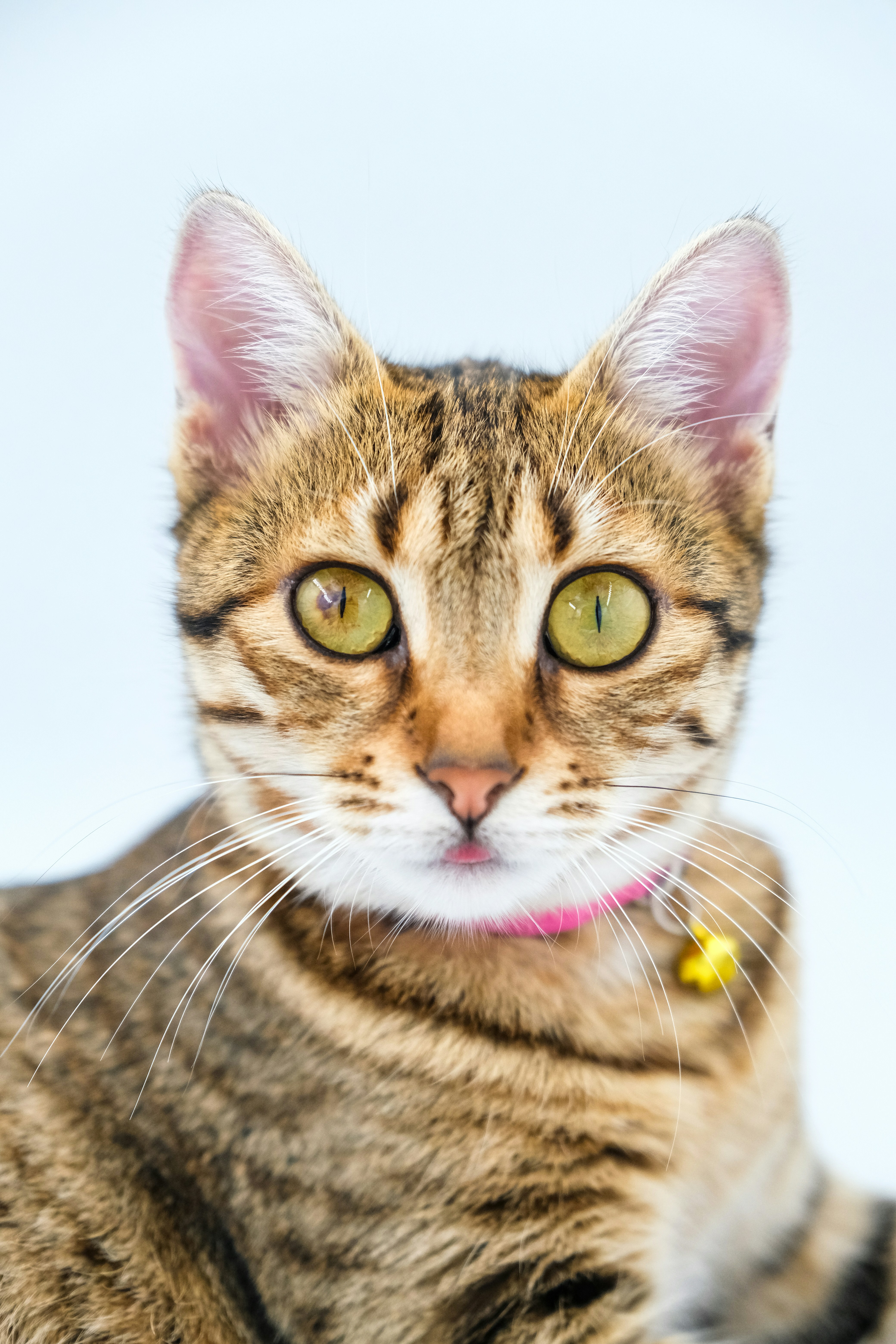 Calm Reactions to Household Sounds (image credits: unsplash)